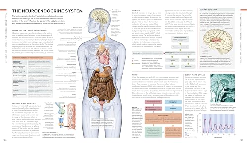 Image of The Brain Book: A Visual Guide to Structure and Function (DK Human Body Guides)