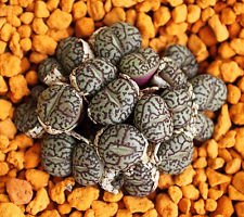 New Fresh 50pcs Black conophytum Plant Seeds Generic
