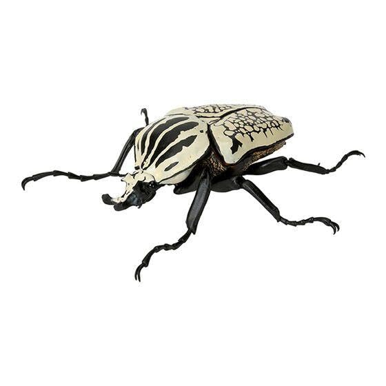 Amazon.co.jp: ゴライアスオリエンタリス いきもの大図鑑 ガチャ