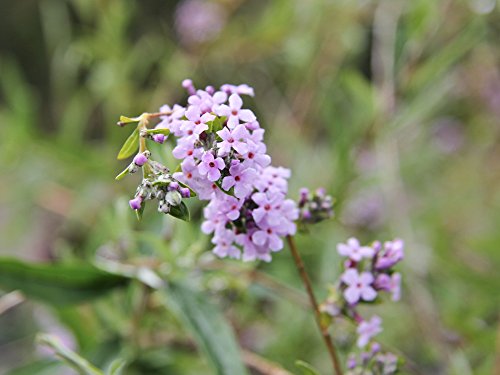 Schmetterlingsflieder - Rosafarbene Blüte - Buddleja alternifolia - Containerware 60-100 cm - Garten von Ehren®