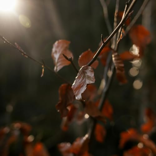 رَبِّ إِنِّي يَاذَا الصِّفَاتِ الْعَلِيَّهْ | Rabbi Inni