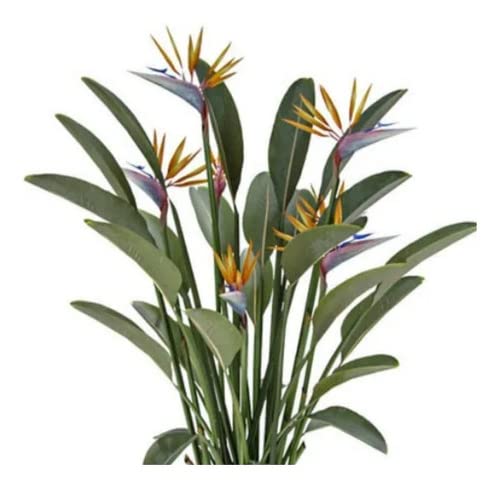 Muda De Strelitzia Ou Estrelítzia Ornamental Para Paisagismo