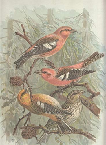 Weissflügeliger Kreuzschnabel. Loxia leucoptera Gm., Männchen. Zweibindiger Kreuzschnabel. Loxia bifasciata Brehm. Altes Männchen. Junges Männchen. Junges Weibchen. Chromolithographie.