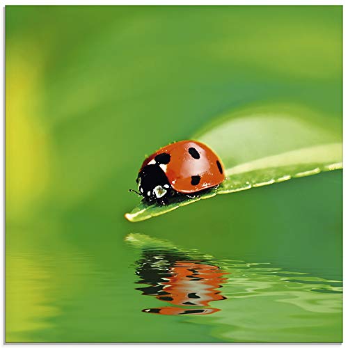 Glasbild ARTLAND Marienkäfer auf einem Blatt Bilder Gr B H 20 cm x 20 cm Insekten 1 St grün Glasbilder Bilder in verschiedenen Größen