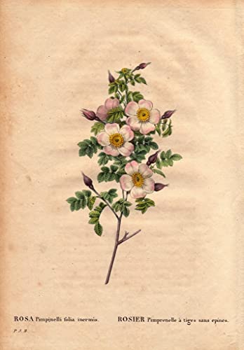 Affiches et gravures rose pimprenelle poster impression sur toile decoration salon modern 60x90