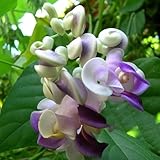 20 piezas Semillas de frijol caracol Camas elevadas para plantas trepadoras de jardín Vigna caracalla Caracol Vid plantas trepadoras, perennes resistentes plantas raras, decoración