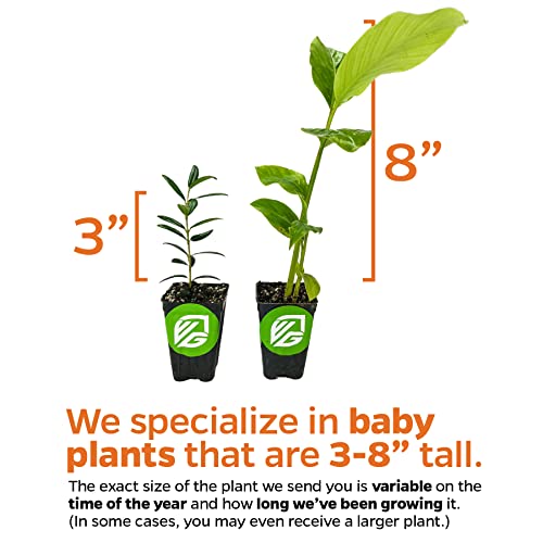 Super Variegated Vanilla Bean Orchid Live Plant - Vanilla Planifolia Variegata - Wellspring Gardens Starter Plant #TOP2