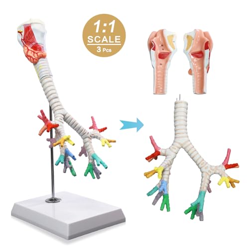 Image of Life Size Human Larynx Trachea and Bronchi Model, 3 Part Human Respiratory System Anatomical Model Larynx Trachea and Tree Model Laryngeal Anatomical Model for Medical Teaching Study with Poster