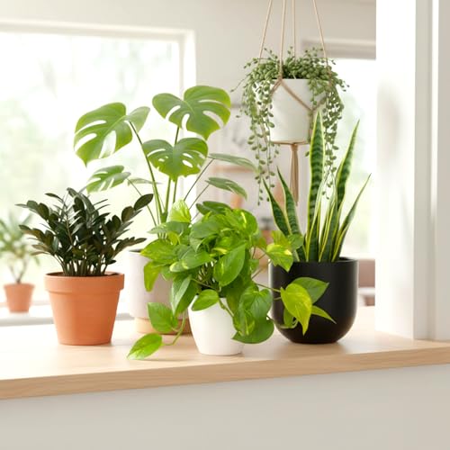 نبات نقود من جولدن بوثوس، نبات منزلي يعيش في الاماكن المغلقة مع وعاء بلاستيكي، اوراق شجر خضراء نابضة بالحياة