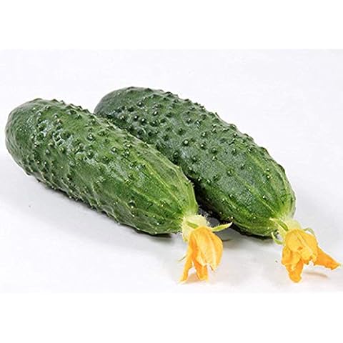 Petsdelite ® Seeds Cucumber Marinda F1 Early Self Pollinating Hybrid Variety Cover