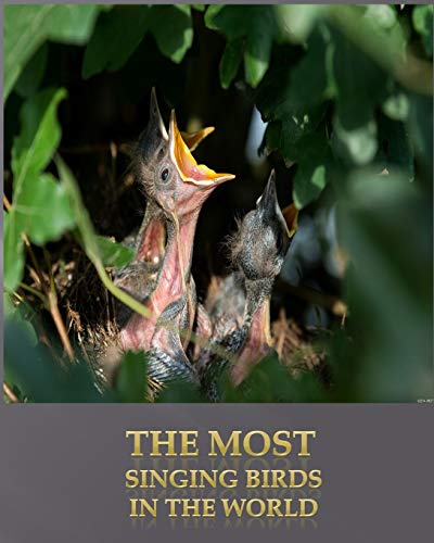 The most singing birds in the world: the 20 most singing birds in the world and the 5 most popular domestic and singing birds.
