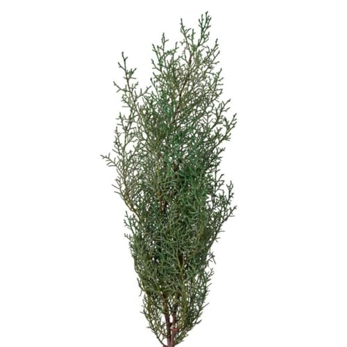 �u���[�A�C�X �t���b�V���O���[�� �v���U�[�u�h�t�����[��100g