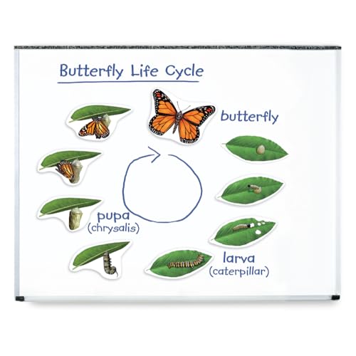 Cycle de la vie d'un papillon aimants géants Learning Resources pour tableau de classe