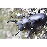 野外採集 国産 コクワガタ 成虫 Ｍサイズペア(30.0mm～39.0㎜×FREE） トーチウッド笹谷