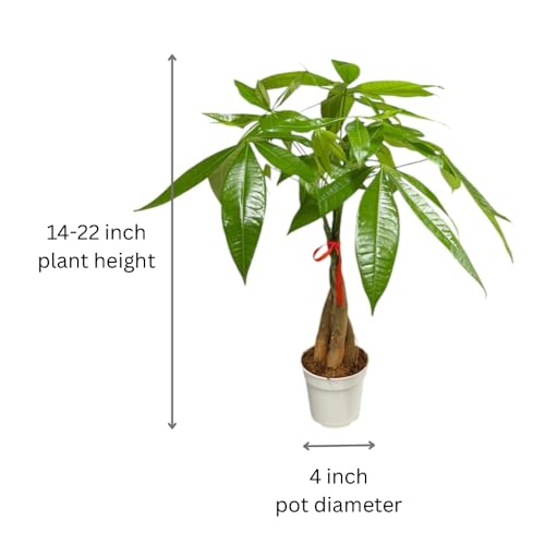 Image of Money Tree Live Indoor Plant | 14-22 Inches Tall Bonsai | Easy to Grow Houseplant | Home, Office, or Room Decor | Birthday, Housewarming Gift in 4 Inch Pot
