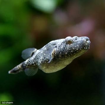 Amazon 熱帯魚 テトラオドン バイレイ 毛フグ sサイズ 1匹 北海道 九州 沖縄航空便要保温 沖縄別途送料 Charm チャーム 観賞魚 水中生物 通販 Amazon 熱帯魚 テトラオドン バイレイ 毛フグ sサイズ 1匹 北海道 九州 沖縄航空便要保温 沖縄別途送料 Charm チャーム 観賞魚 水中生物 通販