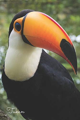 Tukan: Notizbuch / Tagebuch Vogel - DIN A5 120 Seiten punktiert / Punkteraster - Geschenk Vogelliebhaber