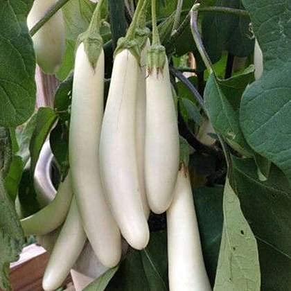 Gromax India Brinjal White Long Vegetable Hybrid For Home Gardening (Pack Of 40 Seeds) (B09T6L15R8) Amazon Price History, Amazon Price Tracker