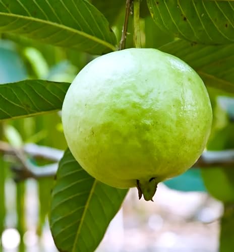 Image of Hidden Enterprise Thai 7 Guava Live Fruit Plant Premium Thai Sweet Variety | Height 1.5-2 Feet | Without Pot | Ideal for Home Garden Balcony Terrace Outdoor Growing with Healthy Roots