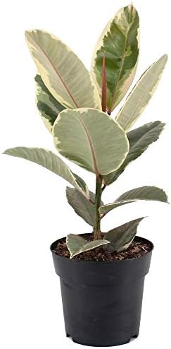 Ficus Elastica Arbre à caoutchouc d’intérieur pour la Maison ou l...