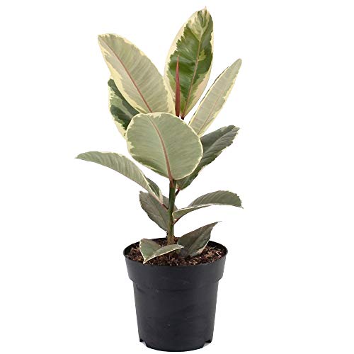 Ficus Tineke Indoor Rubber Plant for Home or Office (30-40cm with Pot)