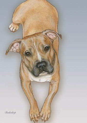 Pit Bull Blank Note Cards Boxed