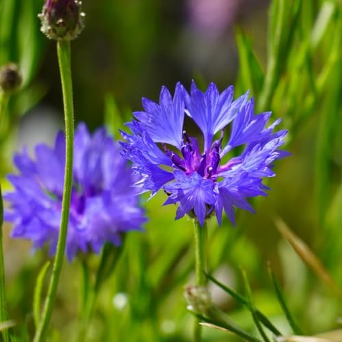 semillas de aciano de cortadas de aciano de jardín, primavera, silvestres Decoración de jardín para exteriores, 600pcs