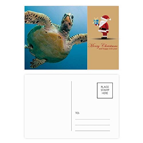 Cartes postales tortue de mer bleue lot de 20 à offrir pour les vacances
