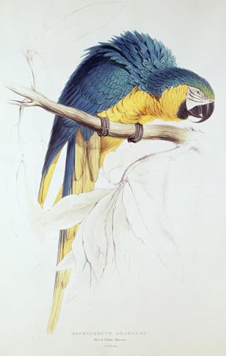 Tableau Ara et jaune Edward Lear | Rompez la monotonie du bureau avec un poster toile 60x90
