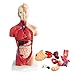 Yimixz Modelo de torso humano anatómico para niños, modelo 4D de órganos humanos extraíbles, para educación en escuelas (28 cm)