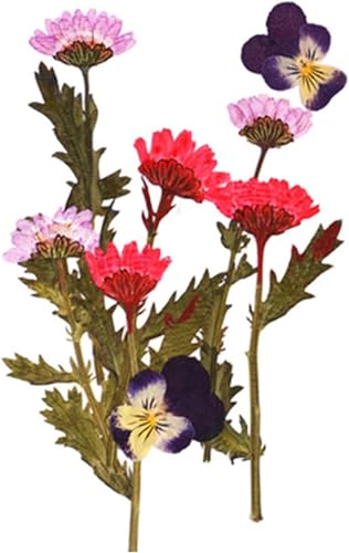 Flores secas para manualidades DIY y decoración miniatura 7