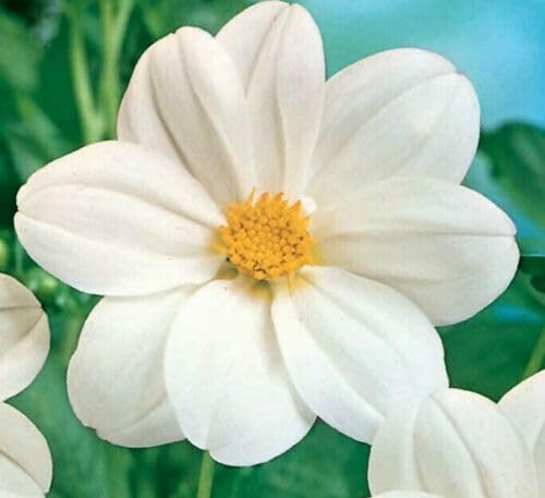 Buy4seeds 10 Seeds Dahlia Dwarf Mignon White Useful for Gardening (10 Seeds) Easy to Grow