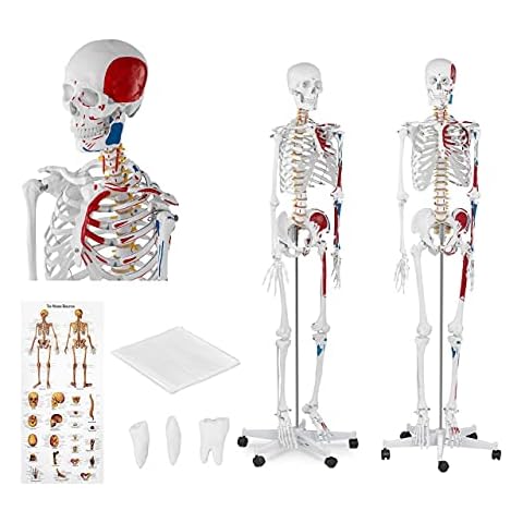 Physa Human Skeleton Model Anatomical Educational Life-Sized Musculoskeletal System Muscular Connections in Colour PHY-SK-2 (1:1 Scale, 180 cm, Plastic, Stainless Steel, With Poster and Dust Cover) Cover