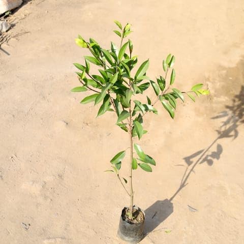 Grafted chiku in 5 Inch Nursery bag-image-26