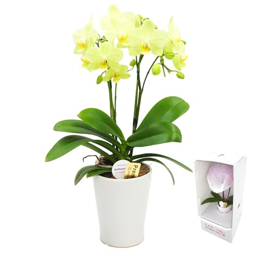 Ԃ܂肩 Ӓ AwŖm̃~fBӒx j   Mtg (ŒZ͂ECG[n)