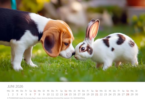 Edition Seidel Premium Kalender Beagle 2026 Format DIN A3 Wandkalender Hundekalender Hund Welpe Tierkinder Hunderasse Haustier