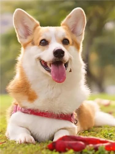 ZCLNYVGJ Kit Pintura Diamante 5d Completo, mascota, perro, corgi DIY Diamond Painting Kit para Adultos,Diamante Pintura Kit para Regalo Cumpleaños y Decoración Pared(round Drill) 25x30cm