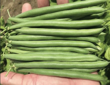 Amazon.com : Hoss Green Blaze Bush Bean (PV857) | Seeds