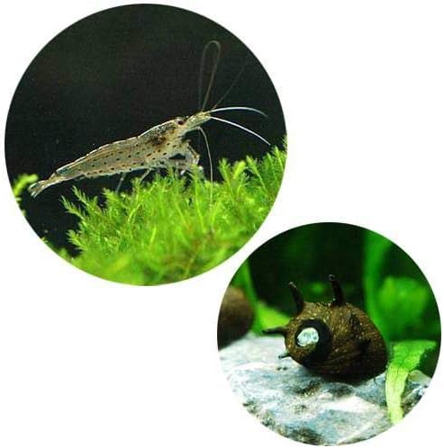 Amazon エビ 貝 コケ対策セット ６０ｃｍ水槽用 ヤマトヌマエビ １０匹 サザエ石巻貝 ６匹 北海道 九州航空便要保温 Charm チャーム 観賞魚 水中生物 通販