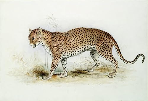 Poster léopard Edward Lear 50x70, créez une ambiance évasion et nature dans votre salon