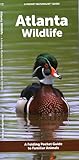 Atlanta Wildlife (Nature Observation North America)