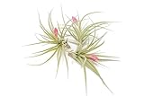 (Pack of 3) Tillandsia Stricta Aeranthos Hybrid Air Plants - Blooms Vary Due to Seasonality - Wholesale and Bulk - Succulents - Live Tillandsia - Easy Care House Plants by Air Plant Shop