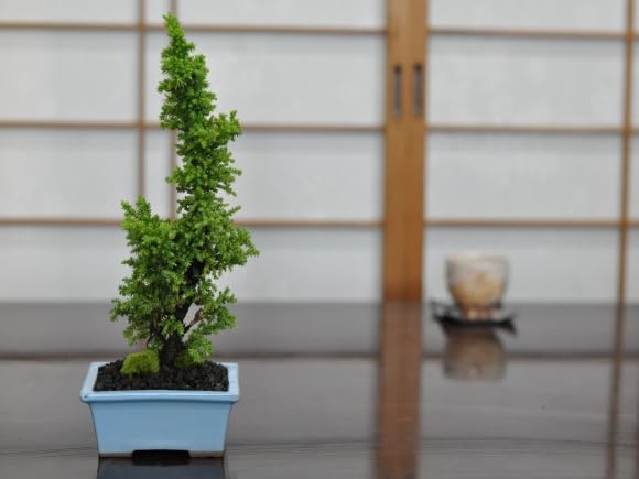 Amazon.co.jp: 盆栽妙 八房杉 杉 盆栽 ミニ盆栽 鉢植え プレゼント