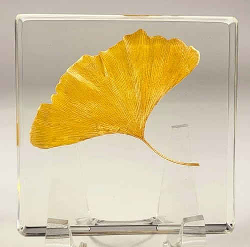 Image of 2.9 inch Real Yellow Ginkgo Biloba Leaf in Crystal Clear Lucite Resin Specimen Dried Pressed Botanist Herb Herbarium Crafts Collection for Botany Science Education & Desk Ornament Display Supplies