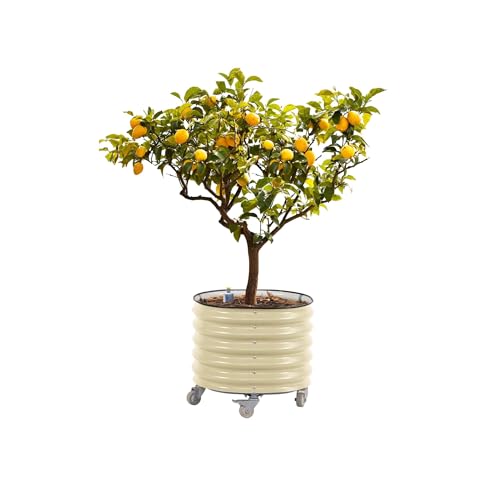Rolling Metal Citrus Tree Planter, Self-Watering Round Large Pot for Growing Trees Tomatoes Vegetables and Flowers, Raised Garden Bed with Wheels for Porch Patio & Backyard, Single Pack-Pearl White