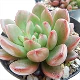 sk グラプトベリア ピンクルルビー 多肉植物 売れ筋 7.5cmポット