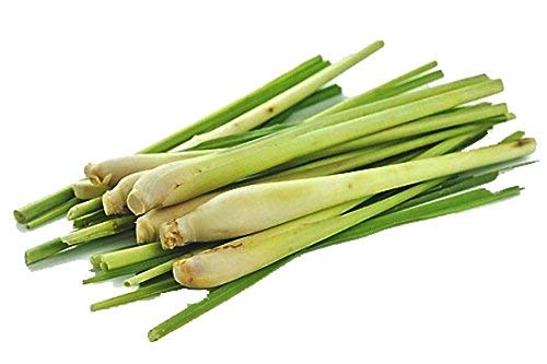 lemon grass seeds hybrid seeds for home & kitchen garden (50-70 seeds per packet) (B0B1J24NXM) Amazon Price History, Amazon Price Tracker