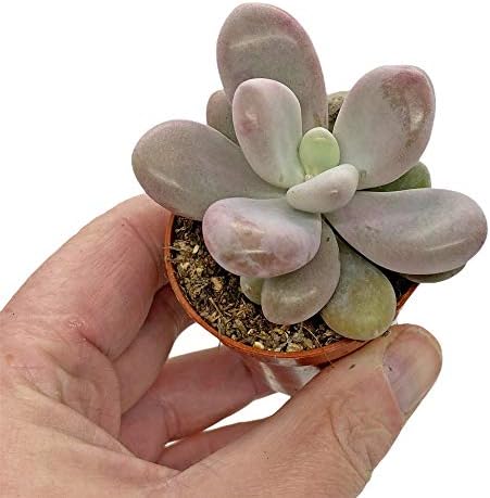 5 Succulent Starter Plant Collection Indoor Cacti Houseplants Terrarium Plants
