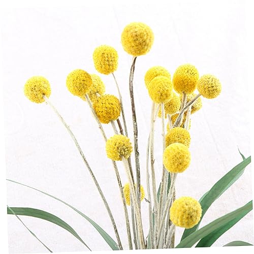 20 piezas flores secas decorativas Craspedia miniatura 4