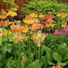 Primula Candelabra Rainbows 50 Seeds